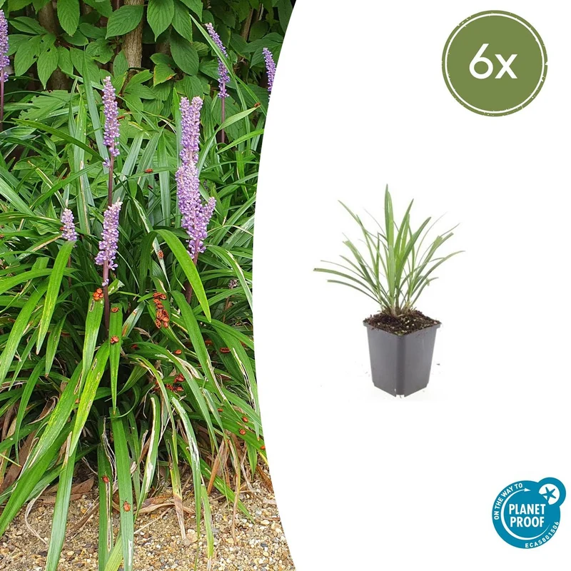 6x Liriope muscari 'Ingwersen'