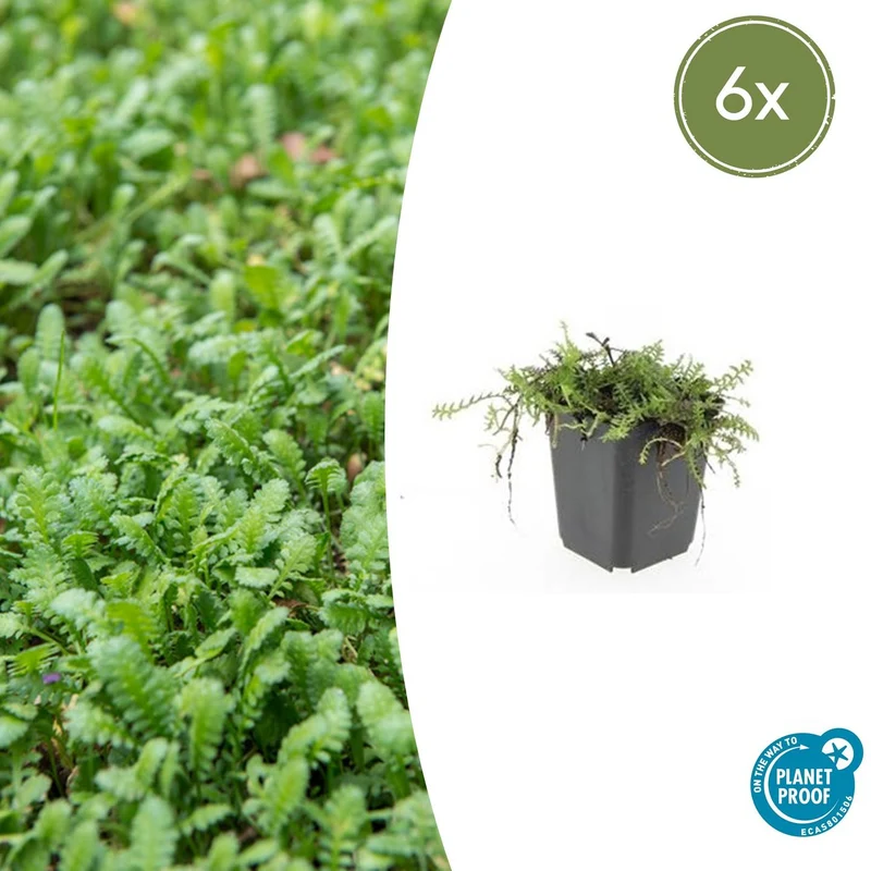6x Leptinella squalida