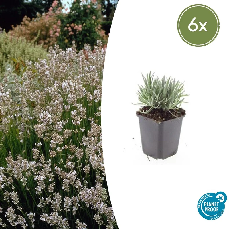 6x Lavandula int. 'Edelweiss'