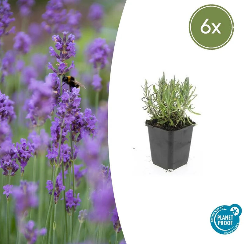 6x Lavandula ang. 'Munstead'