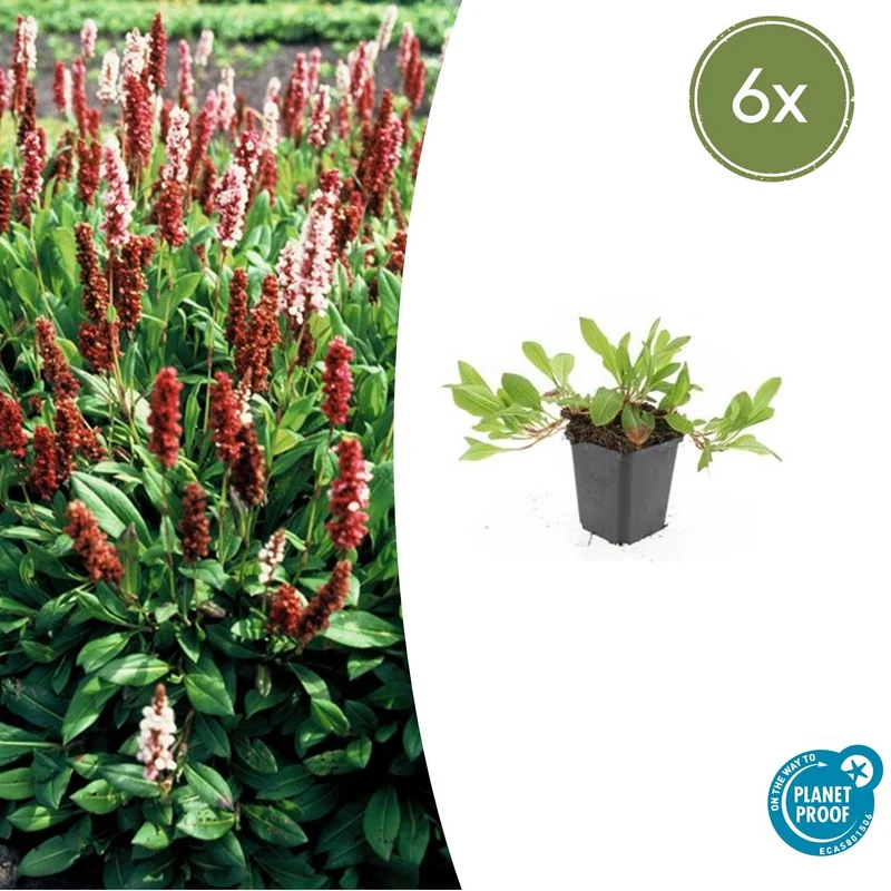 6x Persicaria aff. 'Darjeeling Red'