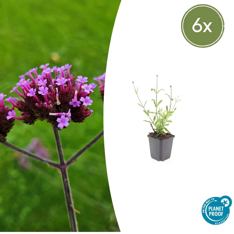 6x Verbena bon. 'Lollipop'
