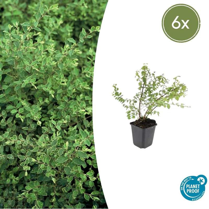 6x Symphoricarpos ch. 'Hancock'