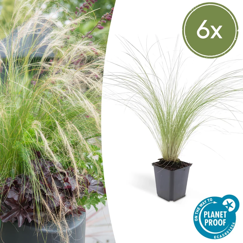 6x Stipa tenuissima 'Ponytails'