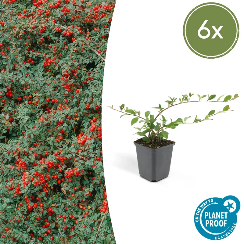 6x Cotoneaster dam. 'Major'