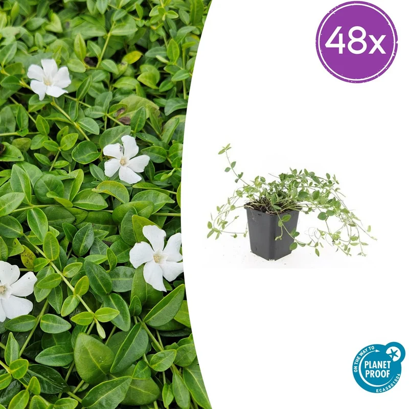 48x Vinca minor 'Gertrude Jekyll'