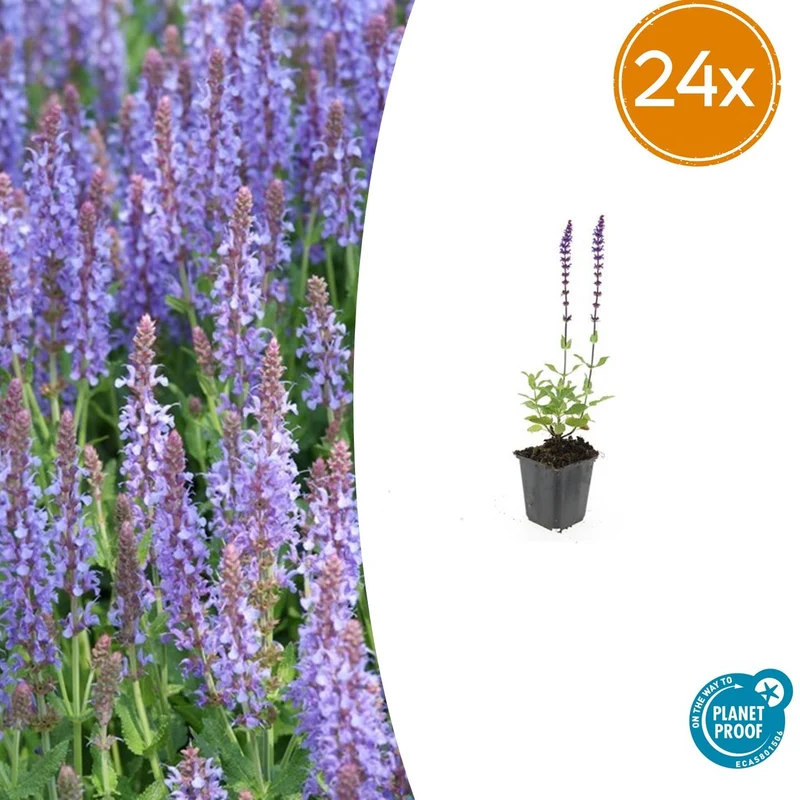 24x Salvia nem. 'Caradonna'