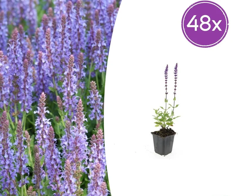 48x Salvia nem. 'Caradonna'