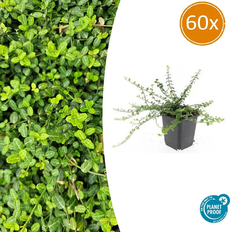60x Euonymus fort. 'Minimus'