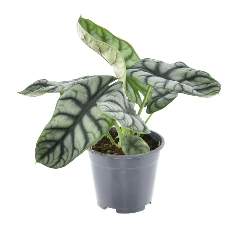 Alocasia Nebula Silver Compacta