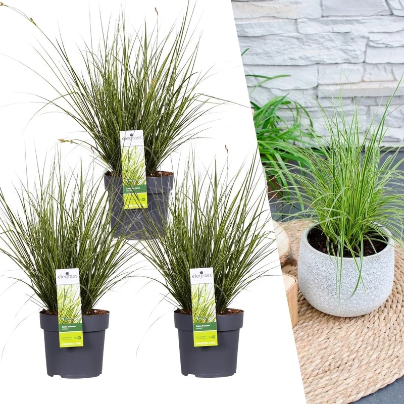 3x Carex brunnea Variegata
