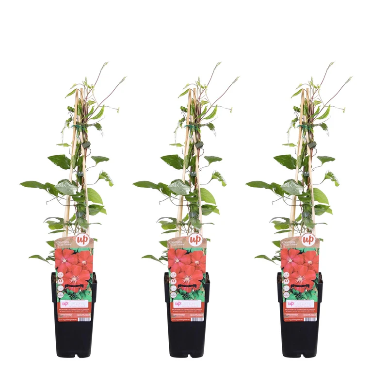 3x Clematis Rouge Cardinal