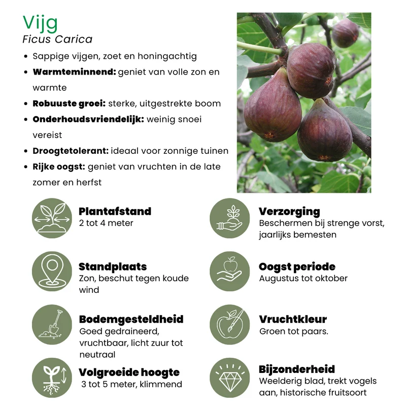 3 x Biologische Vijgenbomen