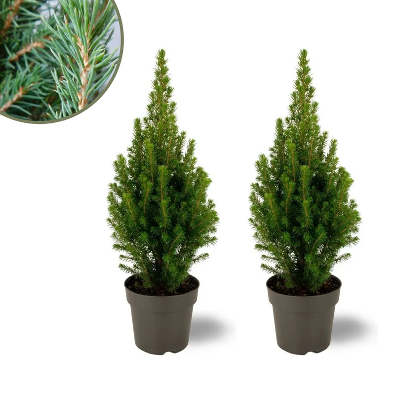2x Picea glauca Perfecta
