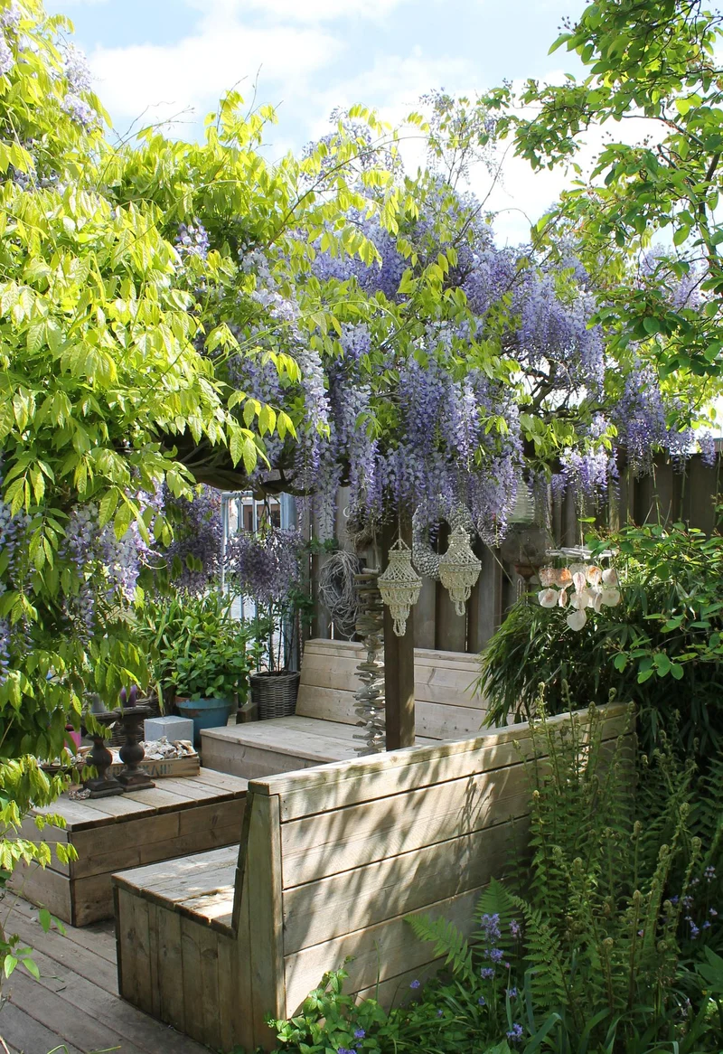 Wisteria sinensis Caroline