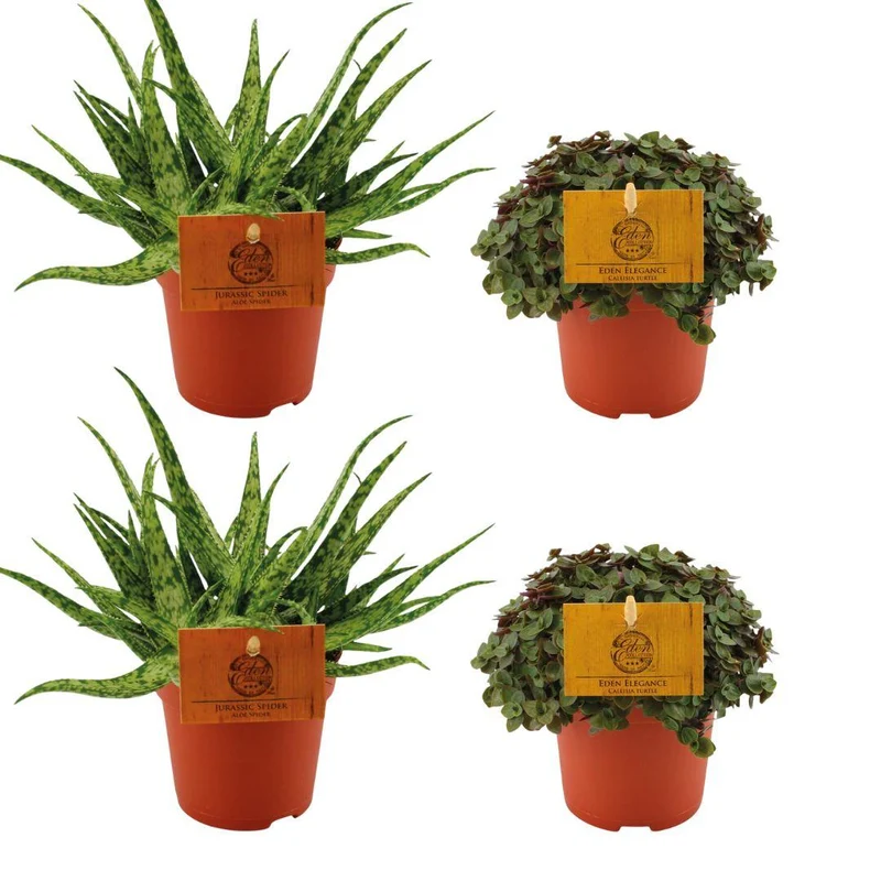 2x Aloe Spider + 2x Callisia Turtle - 4 stuks