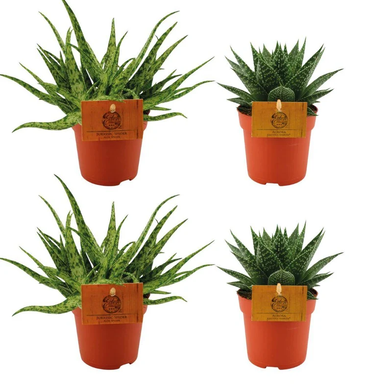 2x Aloe Spider + 2x Gasteria Hybride Aurora - 4 stuks