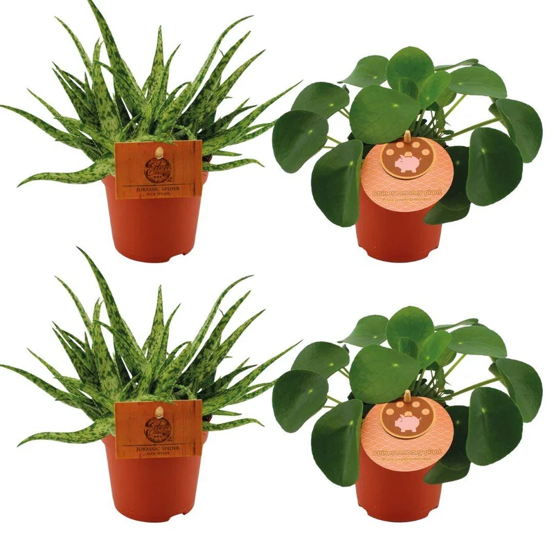 2x Aloe Spider + 2x Pilea Peperomoides - 4 stuks