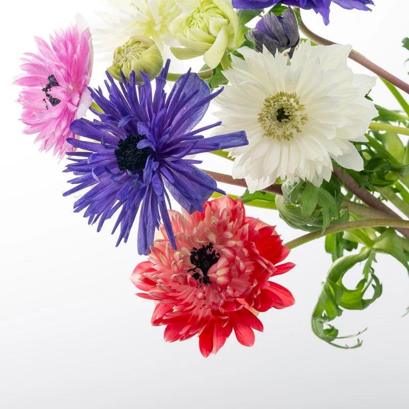 Anemonen dubbel 30 stuks