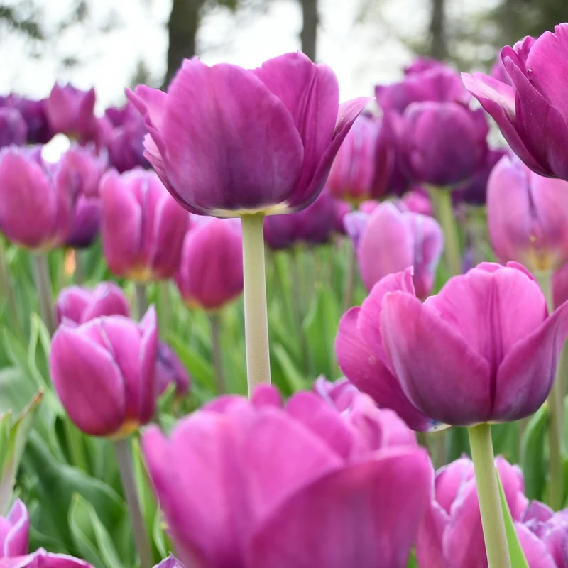 Tulpenbollen Purple Prince – 20 Stuks Maat 11/12