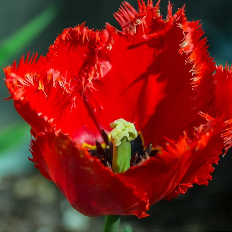 Tulpenbollen Masterpeace – 20 Stuks Maat 11/12