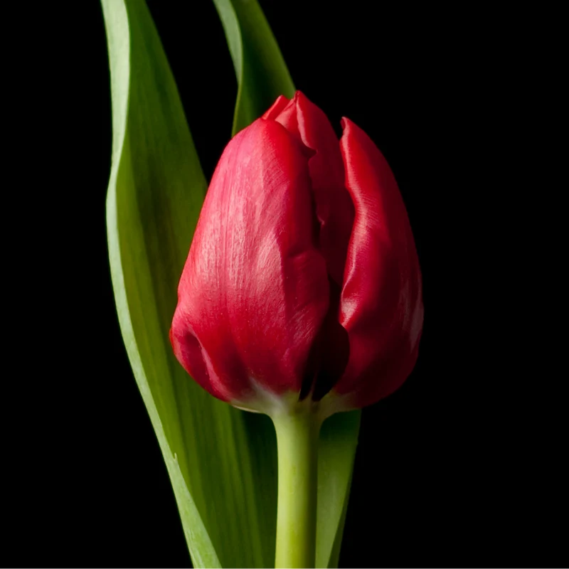 Tulpenbollen Ile de France – 20 Stuks Maat 11/12