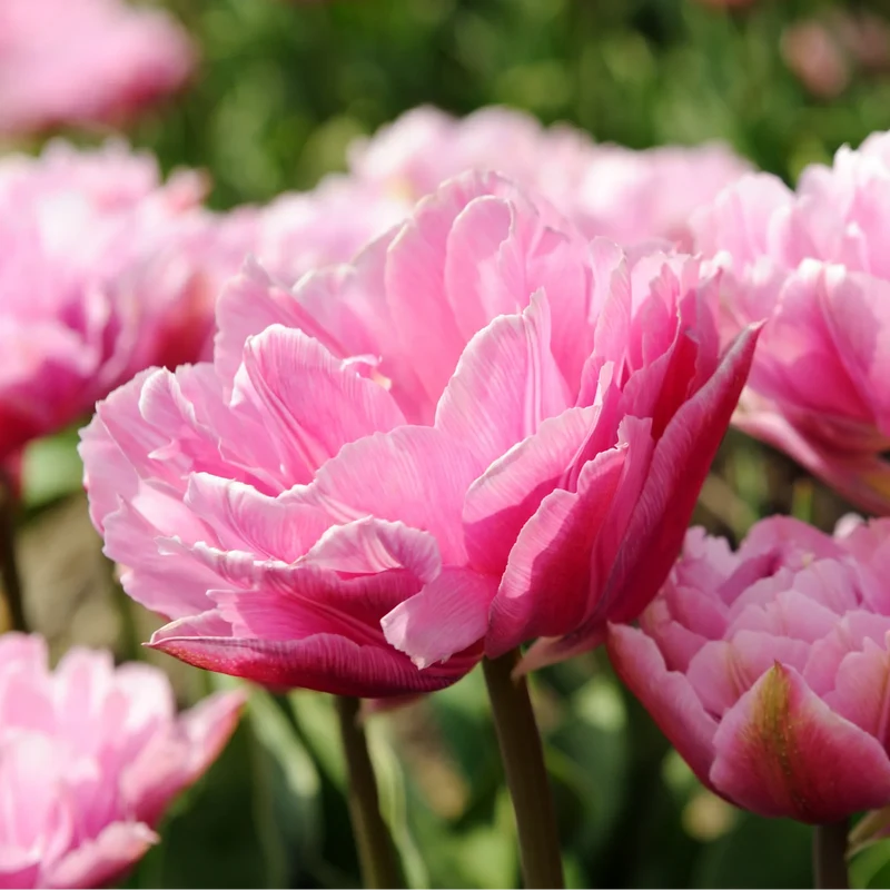 Tulpenbollen Columbus – 20 Stuks | KH Bloembollen® | Roze-Witte Dubbele Pioentulp – Elegant & Vol – Voor Tuin of Pot – Maat 11/12