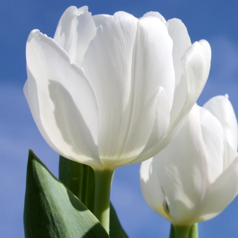 Tulpenbollen Catherina – 20 Stuks | KH Bloembollen® | Zuiver Witte Tulp – Tijdloos & Elegant – Voor Tuin of Pot – Maat 11/12