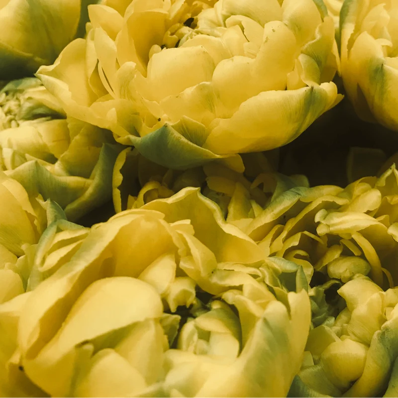 Tulpenbollen Avant Garde – 20 Stuks | KH Bloembollen® | Gele Dubbelbloemige Tulp – Uniek, Vol & Elegant – Voor Tuin of Pot – Maat 11/12