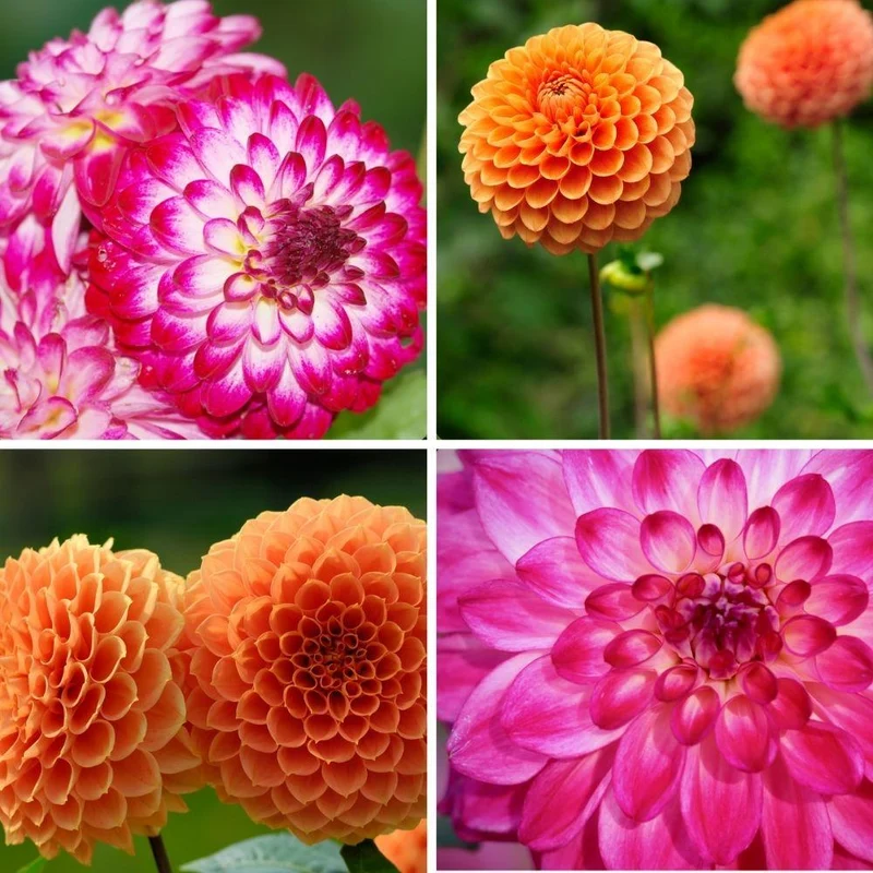 Mix Pompon Splash, 6 Dahlia Little Robert & 6 Dahlia Ralphie knollen voor 2 m²