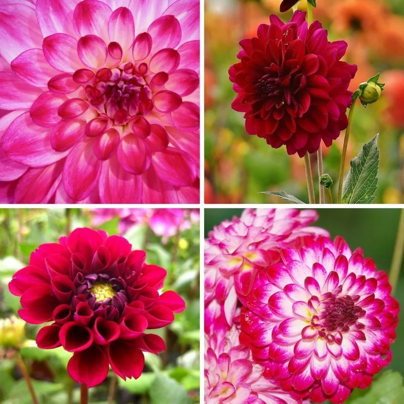 Mix Outdoor Happiness, 12 Dahlia Little Robert & 12 Dahlia Heatwave knollen voor 4 m²