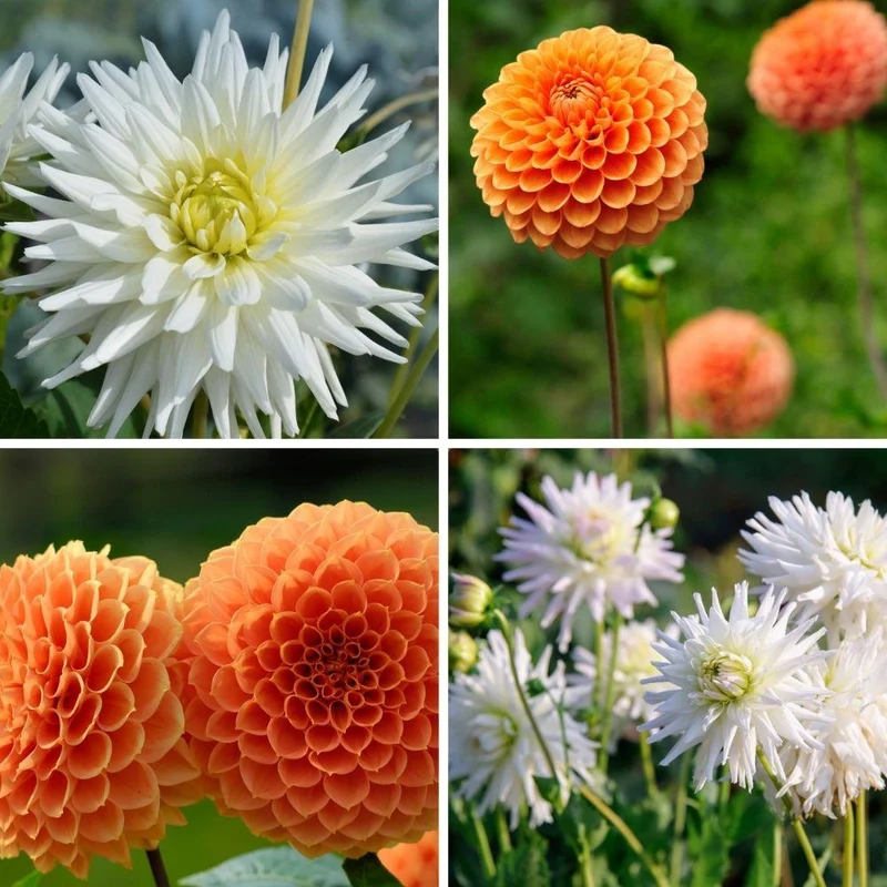 Mix Orange Pride, Dahlia Playa Blanca & Dahlia Ralphie, 2 stuks