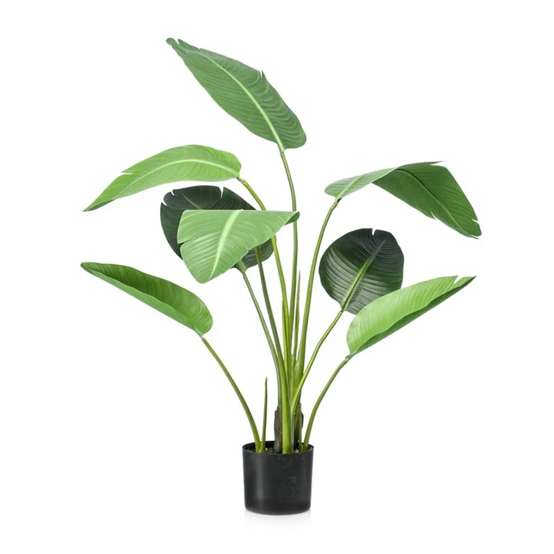 Strelitzia