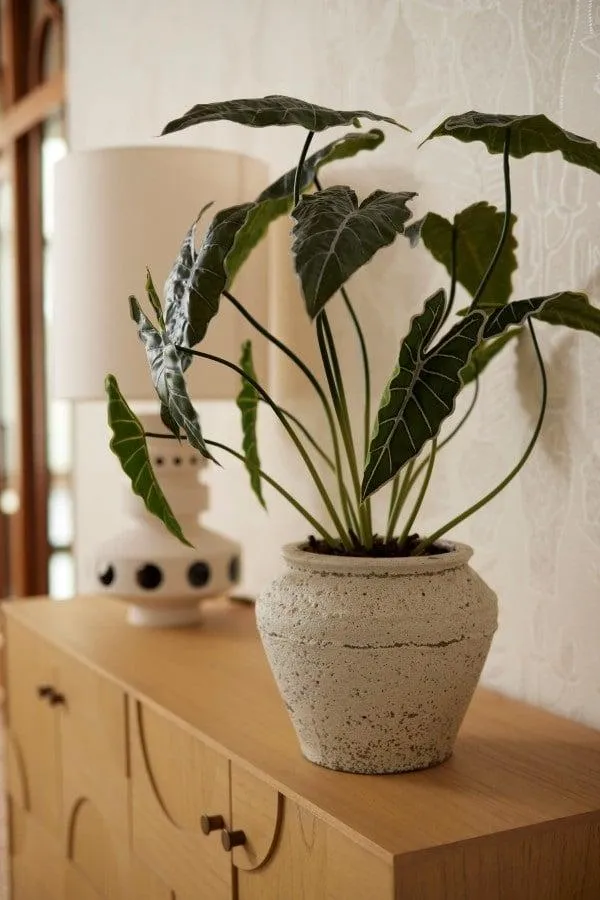 Alocasia