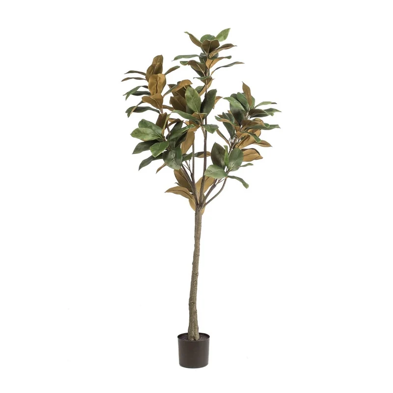 Magnolia Denudata