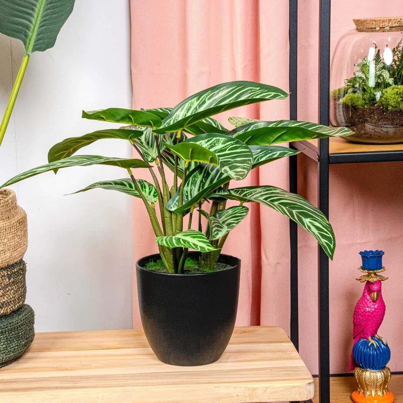 Calathea Zebrina in zwarte pot