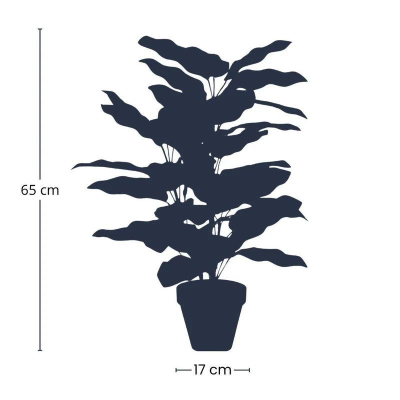 Calathea in pot