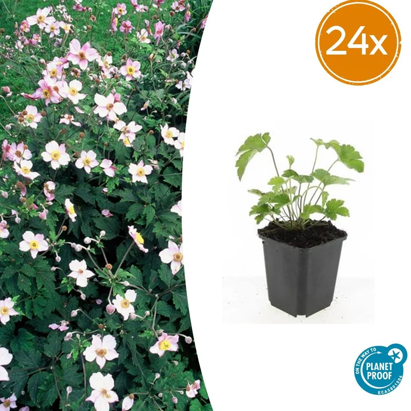 24x Anemone tom. 'Robustissima'