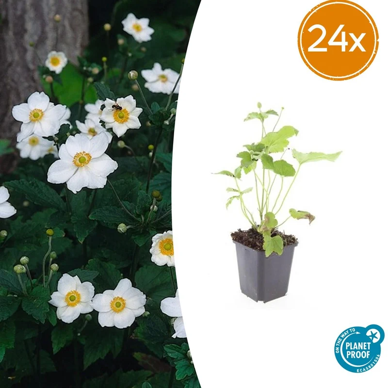 24x Anemone hyb. 'Honorine Jobert'