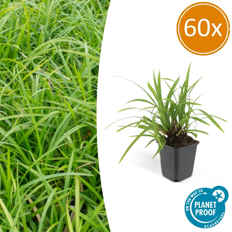 60x Carex morrowii 'Irish Green'