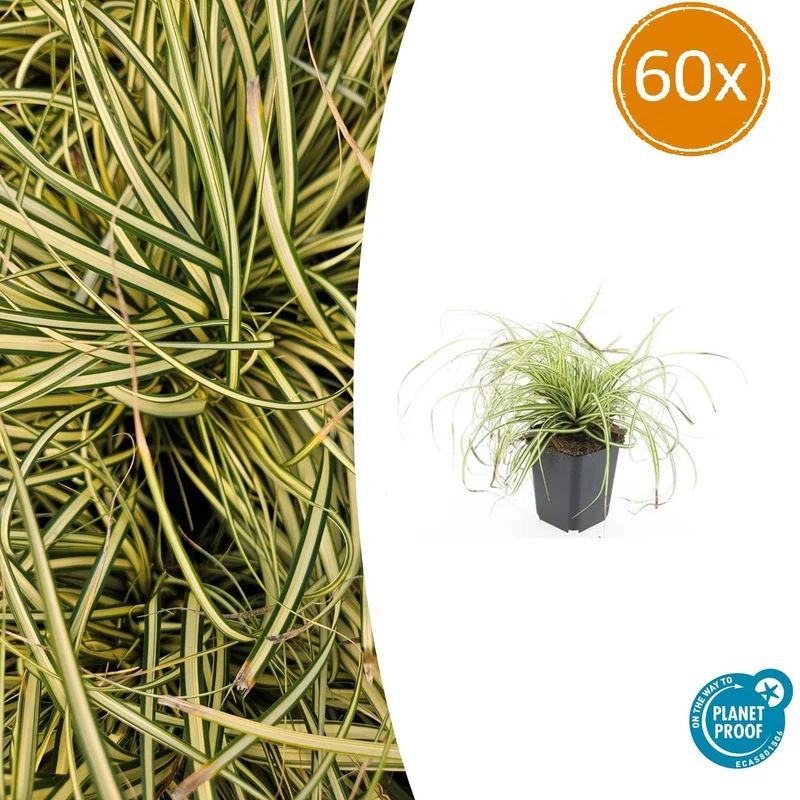 60x Carex oshim. 'Evergold'