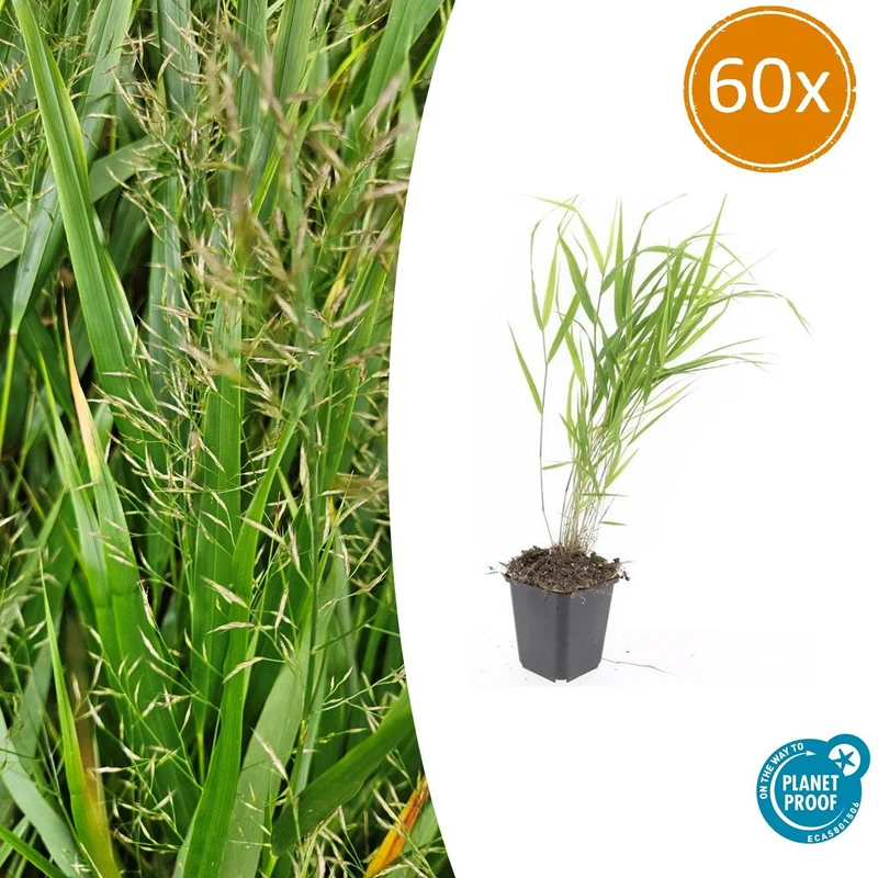 60x Hakonechloa macra