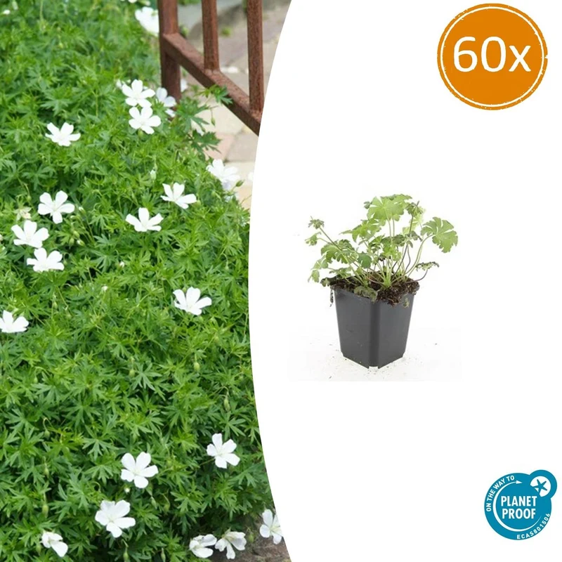 60x Geranium sang. 'Album'