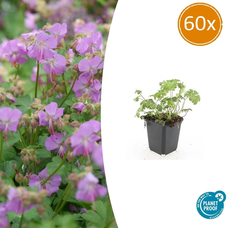 60x Geranium cant. 'Cambridge'