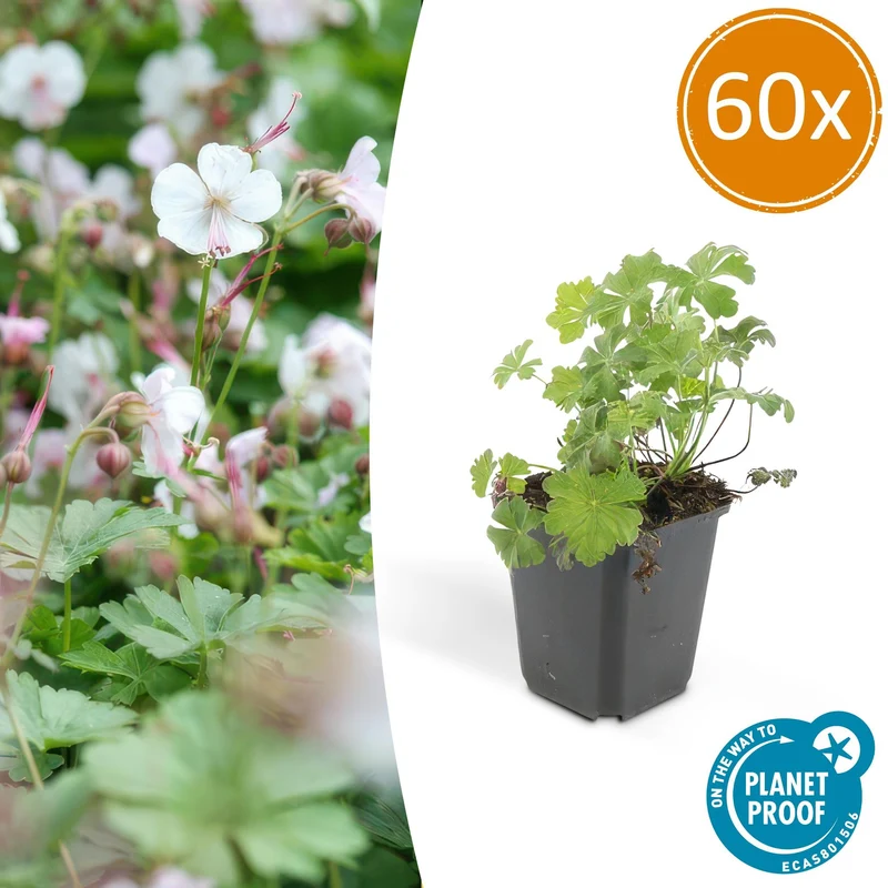 60x Geranium cant. 'Biokovo'