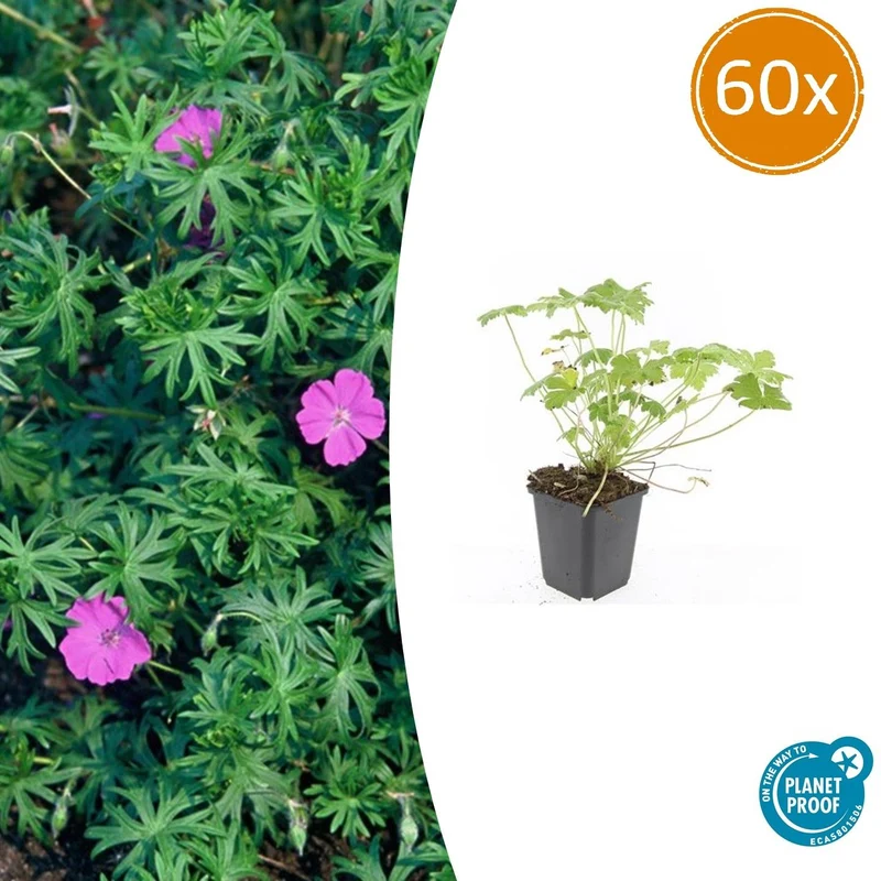 60x Geranium 'Tiny Monster'