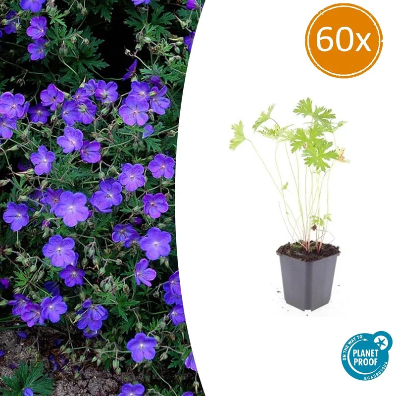60x Geranium 'Johnson's Blue'