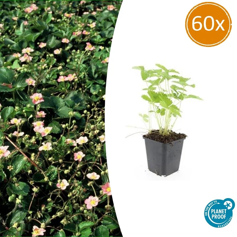 60x Fragaria vesca