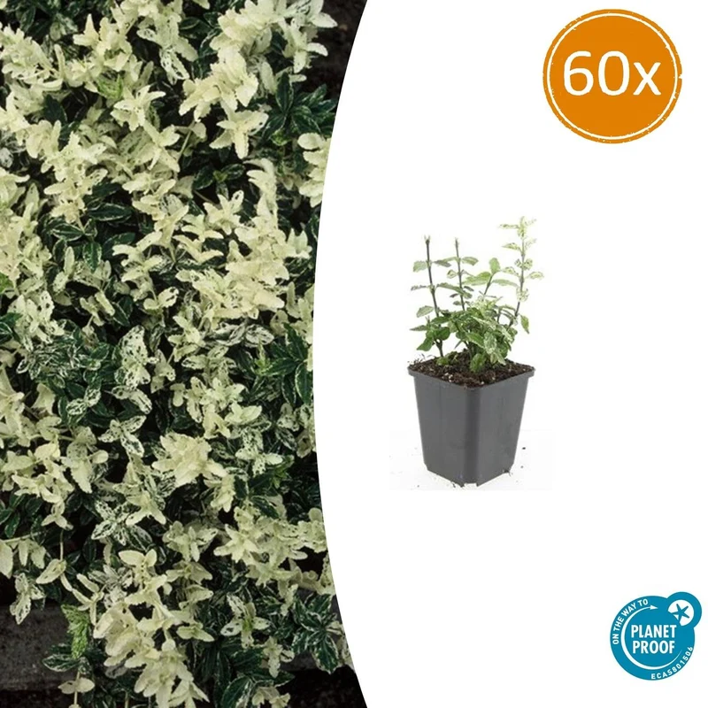 60x Euonymus fort. 'Harlequin'