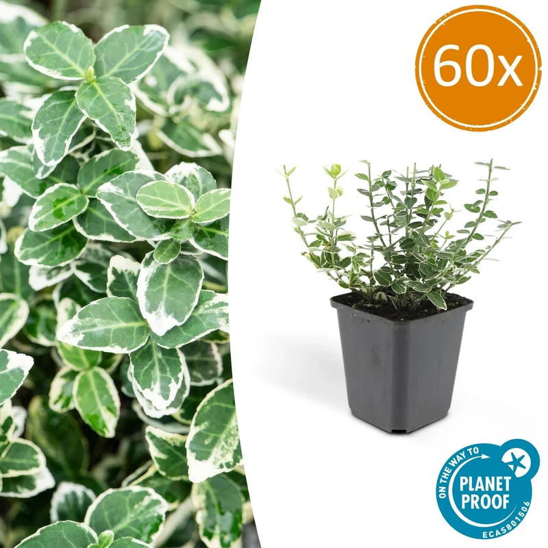 60x Euonymus fort. 'Emerald Gaiety'